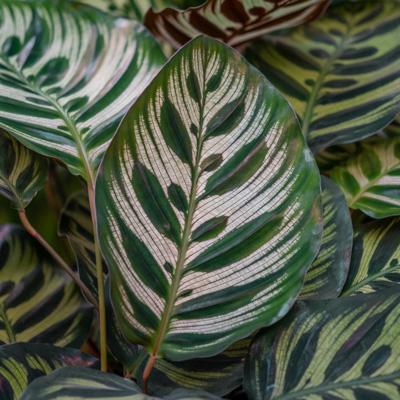 Calathea Makoyana