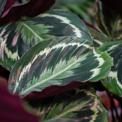 Calathea Medallion