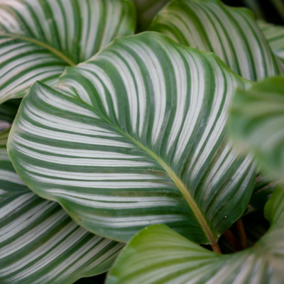 Calathea Orbifolia