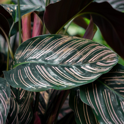 Calathea Ornata