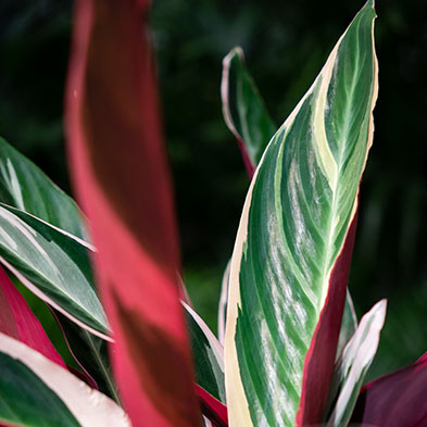 Acheter Calathea