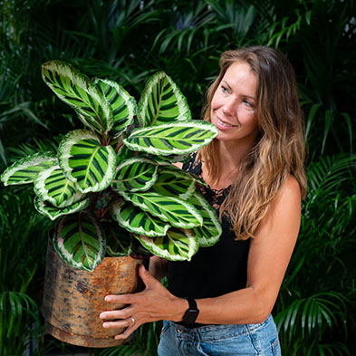 Acheter Calathea pour l'ombre