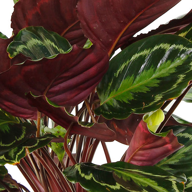 Calathea Medaillon