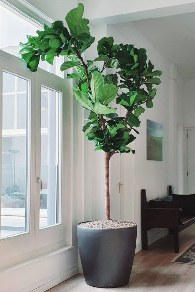 Ficus lyrata pour fenetre