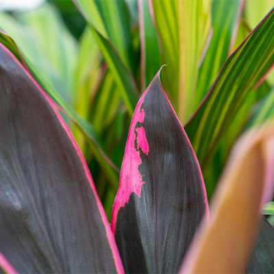 Acheter Cordyline