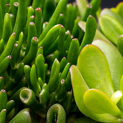 Acheter Crassula