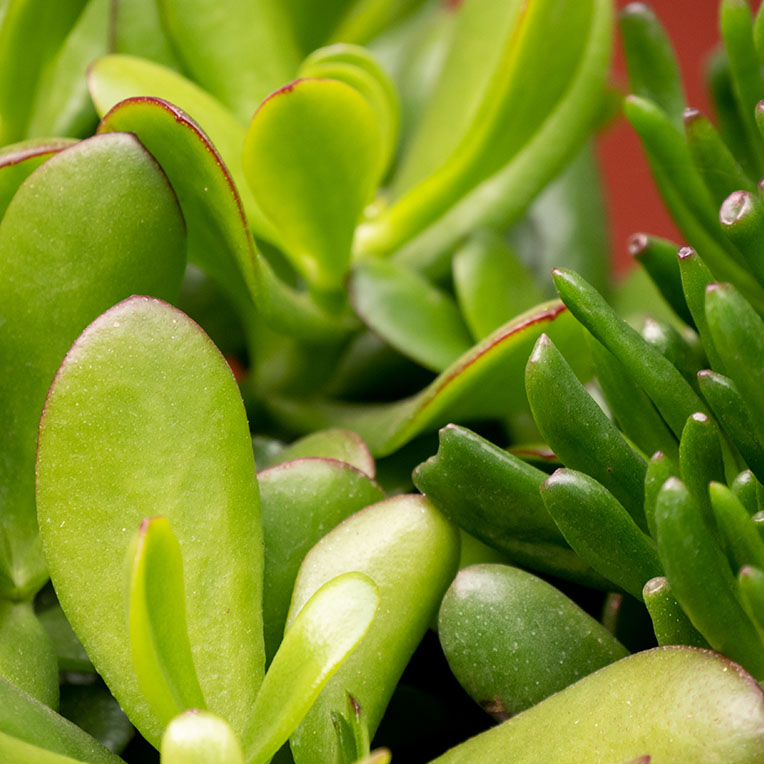 Acheter Sun Loving Crassula