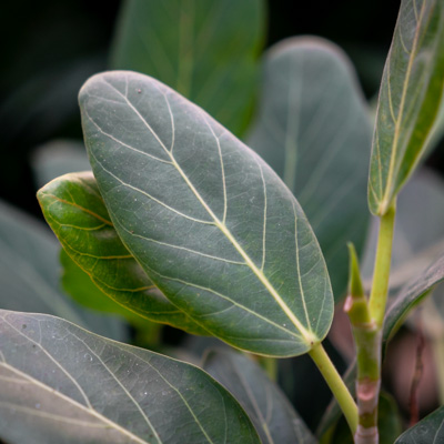 Ficus Benghalensis