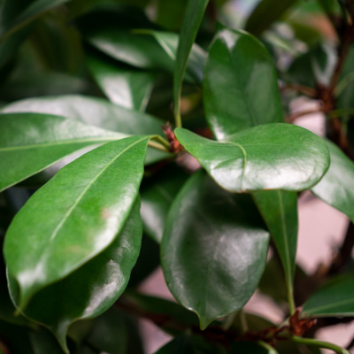 Ficus Cyathistipula