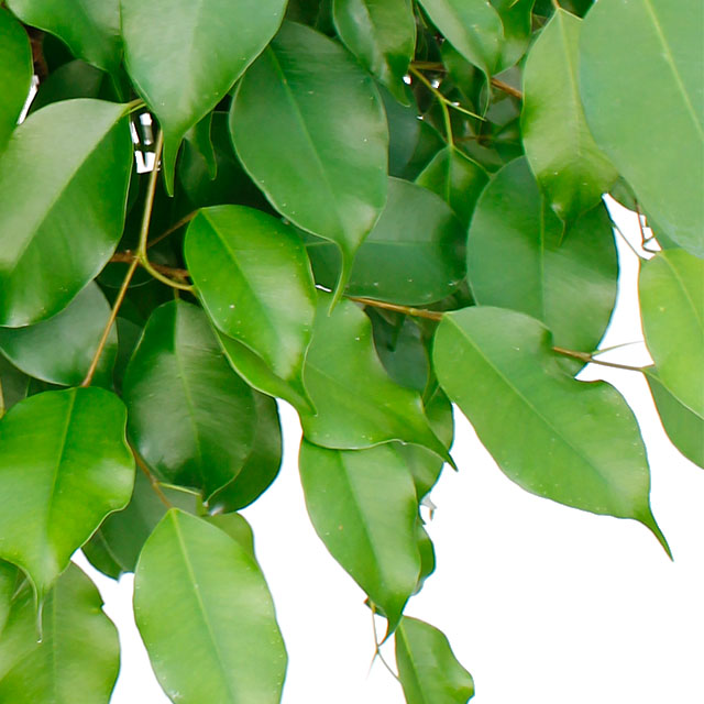 Ficus Benjamina