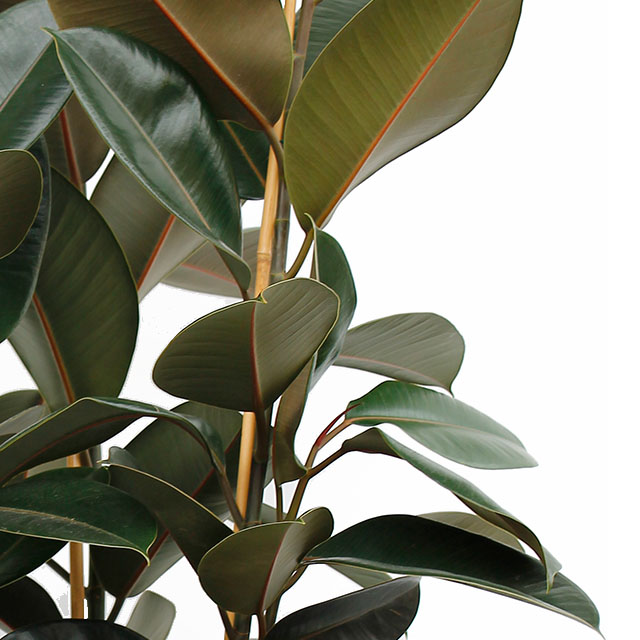 Acheter Ficus elastica