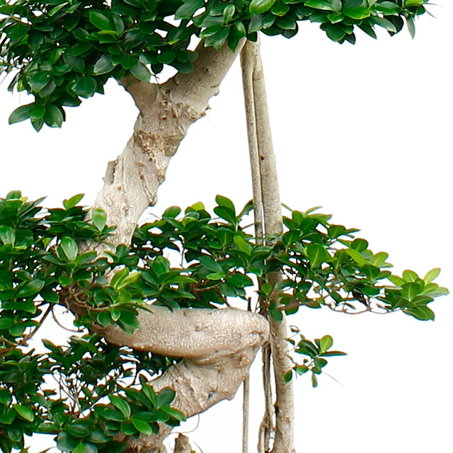 Ficus Microcarpa