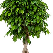 Acheter Ficus nitida