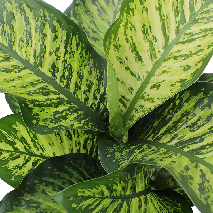 Acheter Dieffenbachia