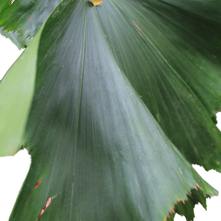 Caryota Mitis (Palmier en queue de poisson)