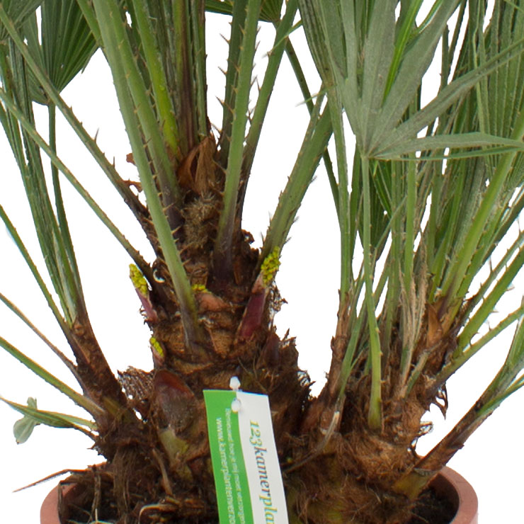 Chamaerops Humilis (Palmier nain)