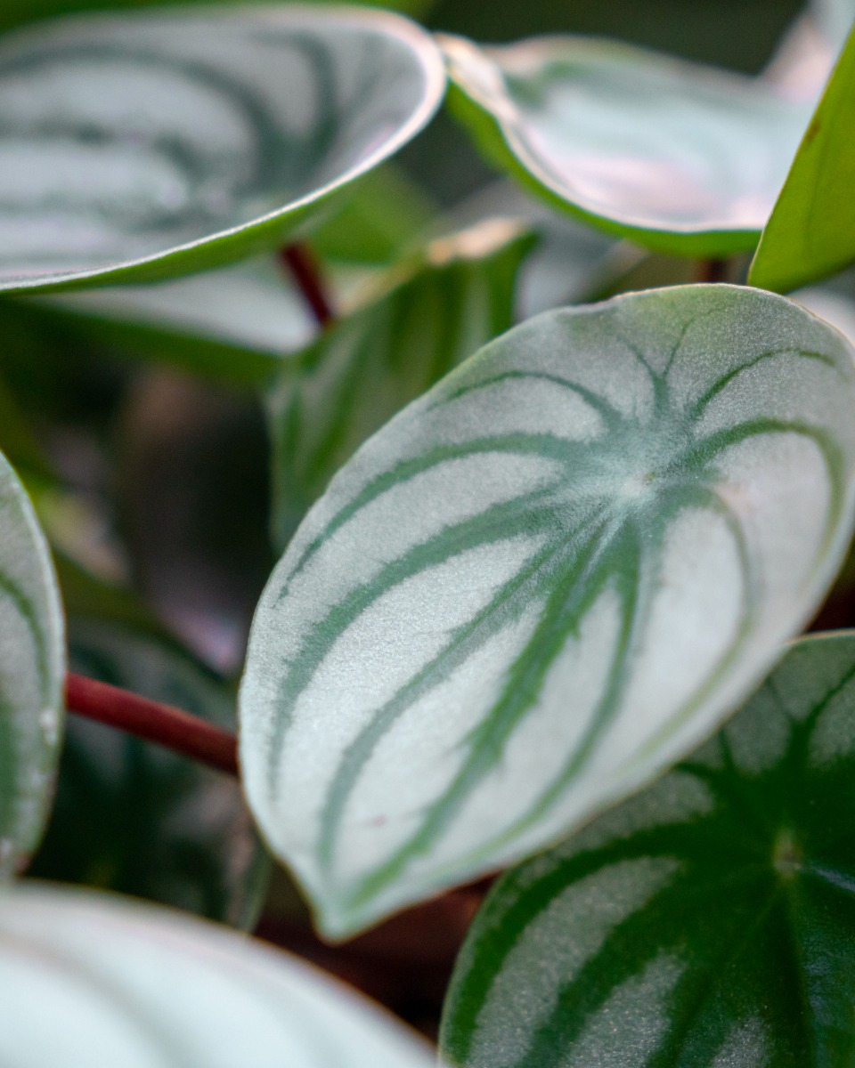 Acheter du Peperomia robuste