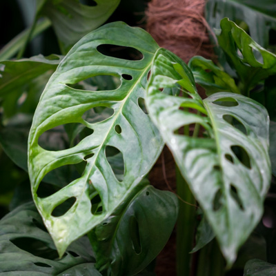 Monstera Adansonii