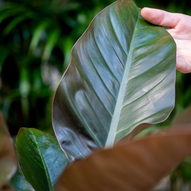 Acheter un philodendron pour l'ombre