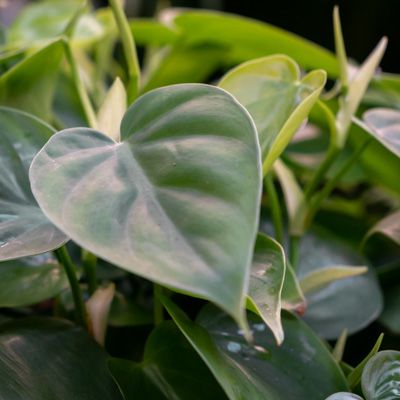 Philodendron Scandens