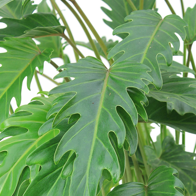 Acheter Philodendron Xanadu