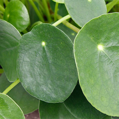 Acheter Pilea