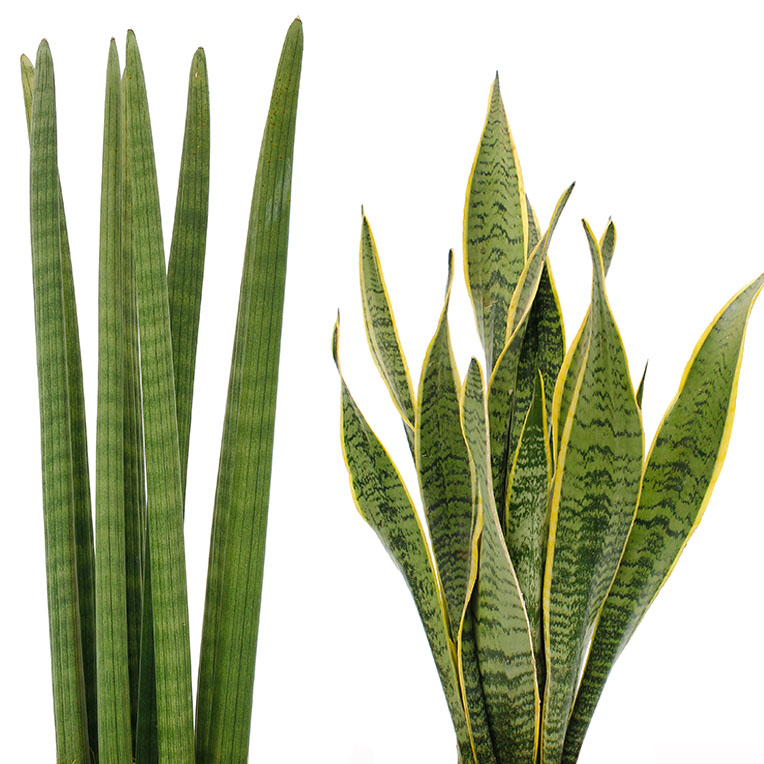 Acheter Sansevieria Black Coral