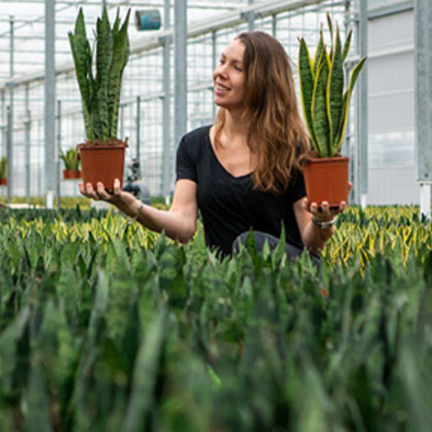 Acheter des Sansevieria