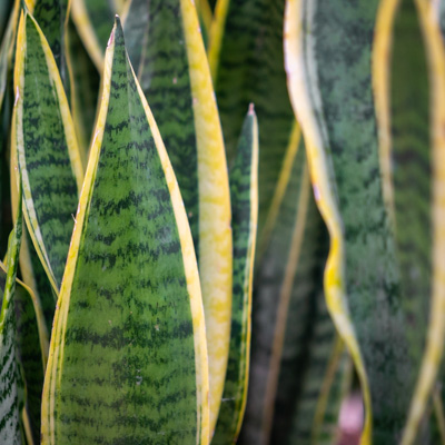 Sansevieria Laurentii