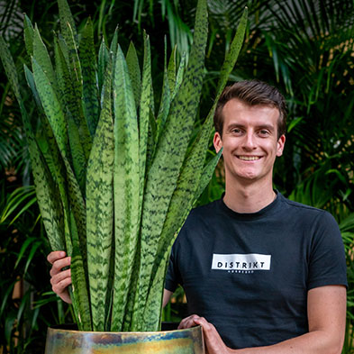 Acheter des Sansevieria pour l'ombre