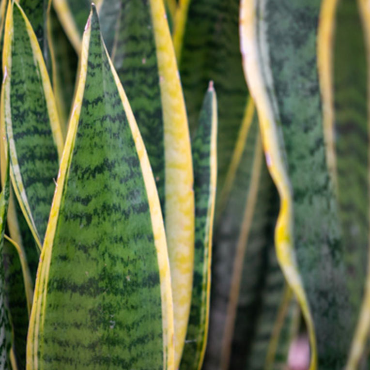 Acheter des Sansevieria aimant le soleil