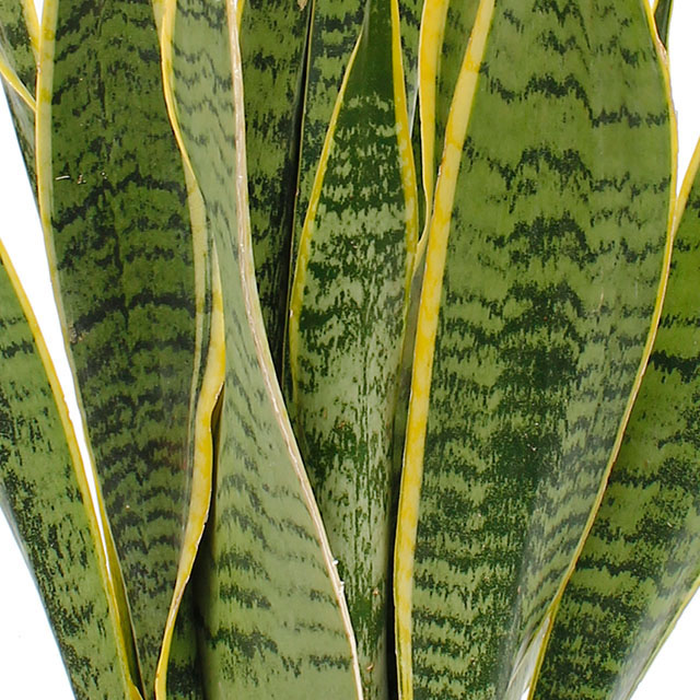 Sansevieria Laurentii