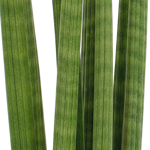 Sansevieria Straight