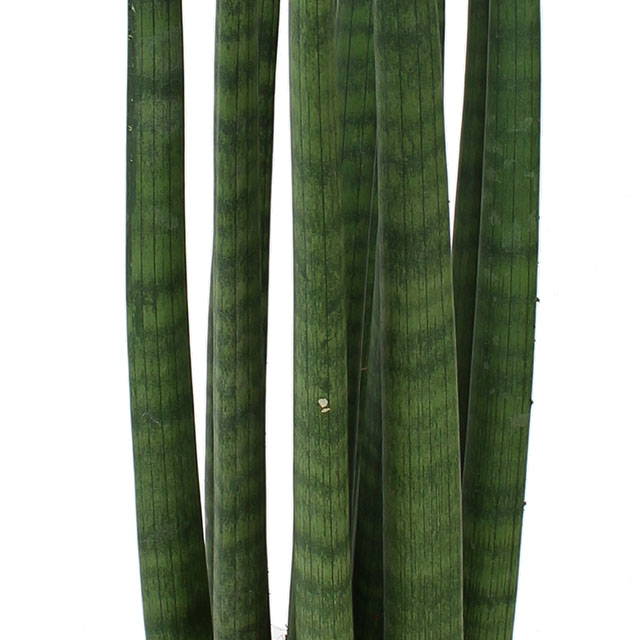 Acheter Sansevieria Straight ?