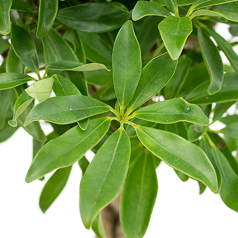 Acheter Schefflera Gold Capella