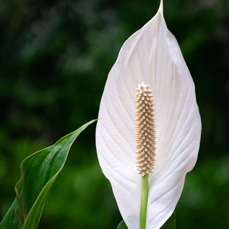 Acheter Spathiphyllum 