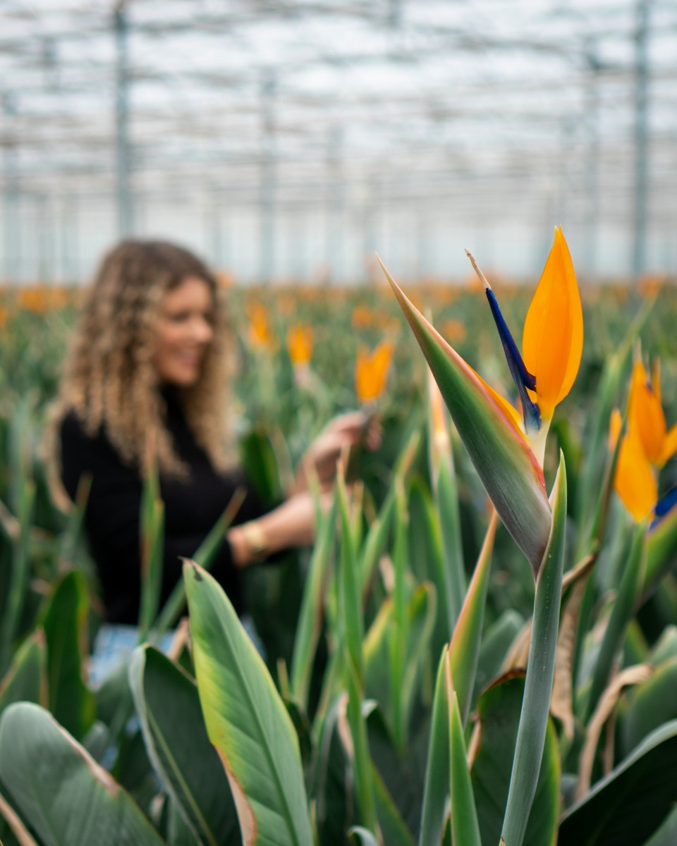 Acheter de grande plantes Strelitzia