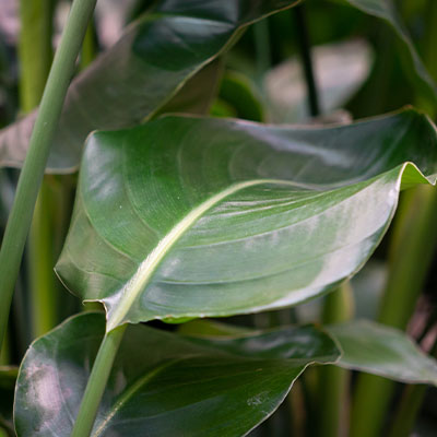 Acheter Strelitzia Nicolai ?