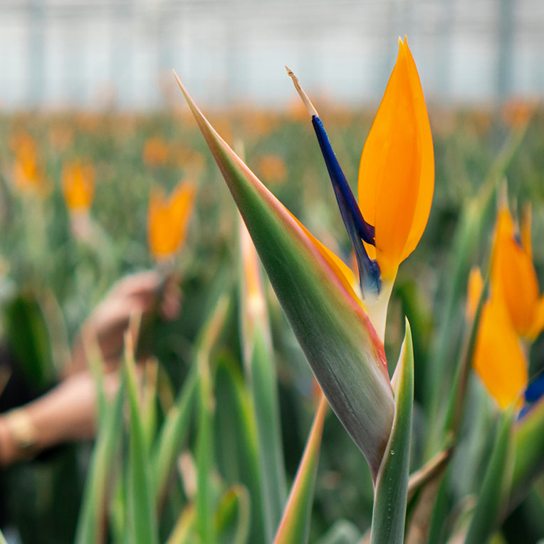 Acheter des Strelitzia aimant le soleil