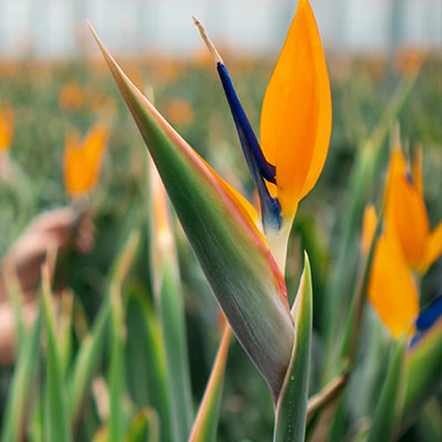 Acheter Strelitzia Reginae ?