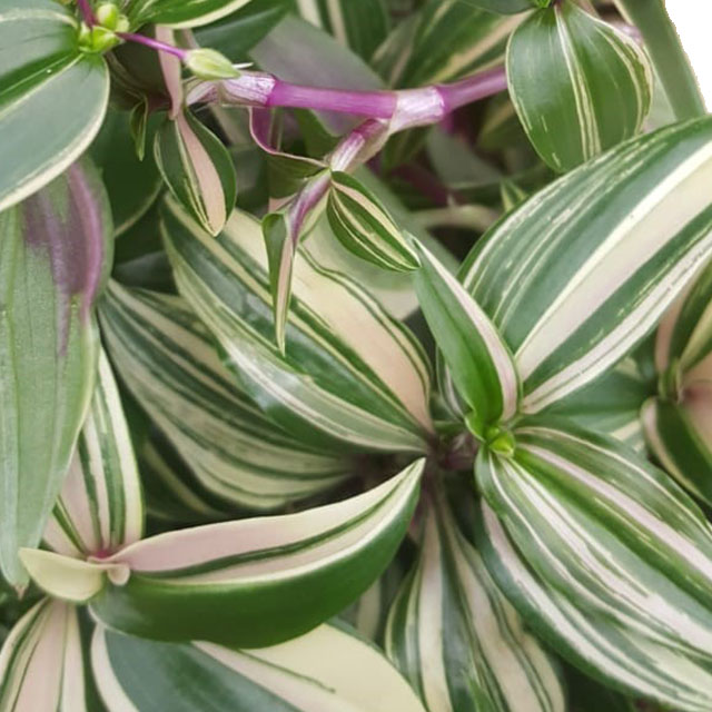 Acheter Tradescantia Quadricolor ?