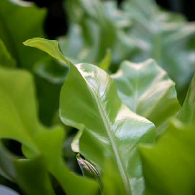 Fougère Asplenium