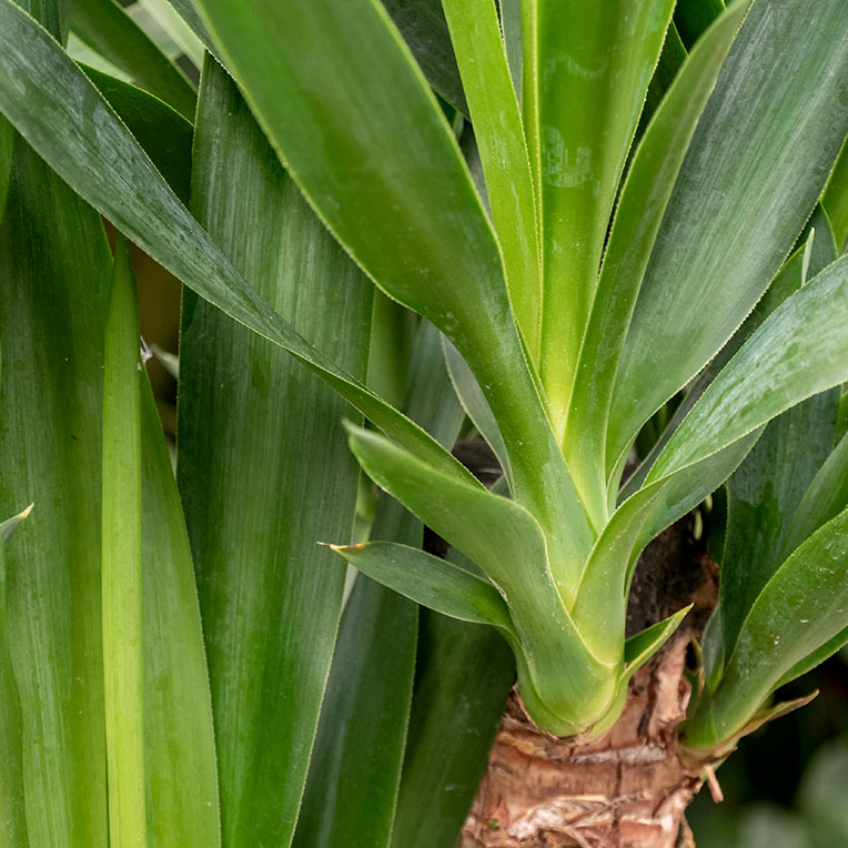 Acheter Sun Loving Yucca