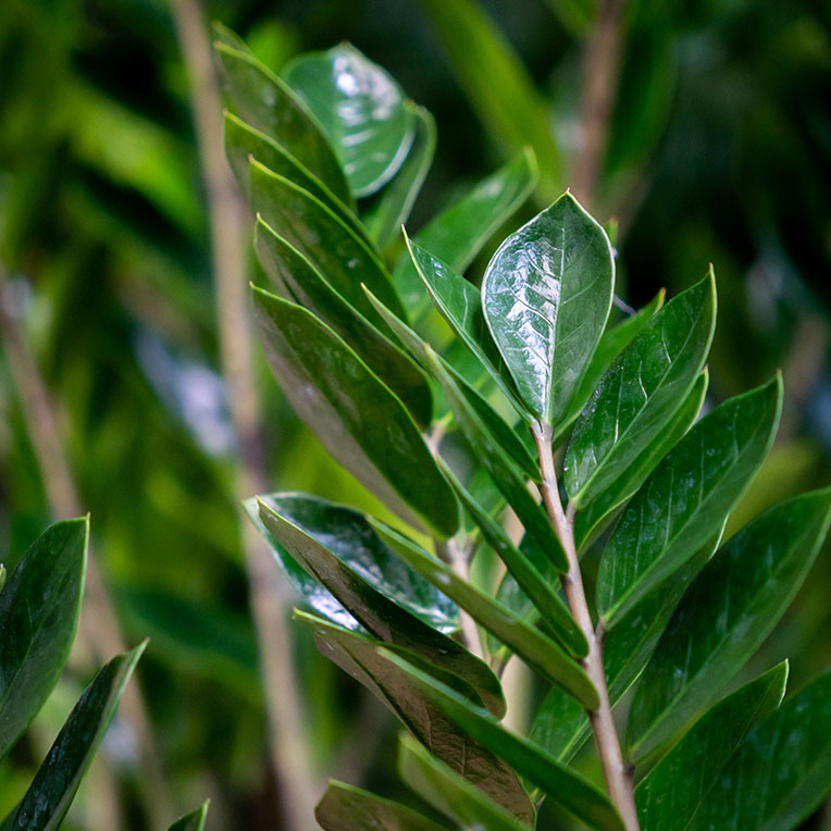 Acheter Zamioculcas terre plus longtemps sèche