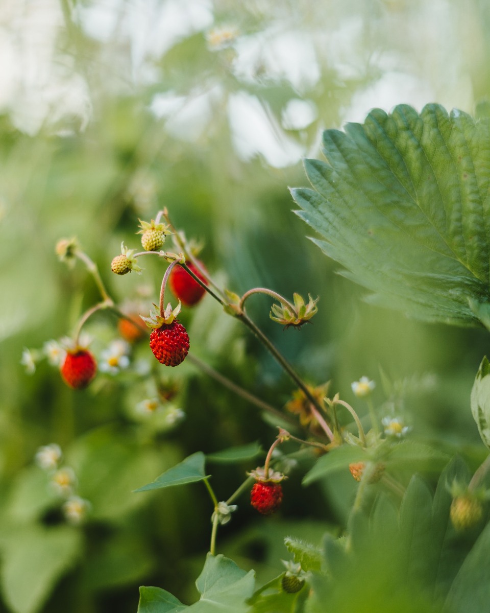 Nutrition du fraisier