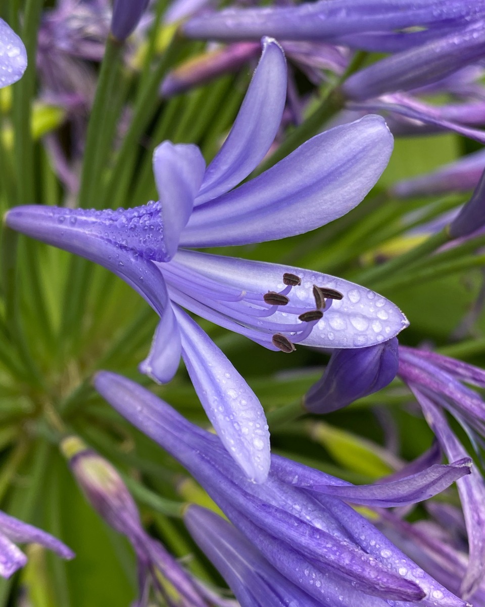 Arrosage de l'agapanthe