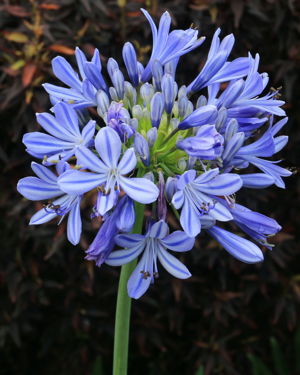 L'alimentation de l'agapanthe 