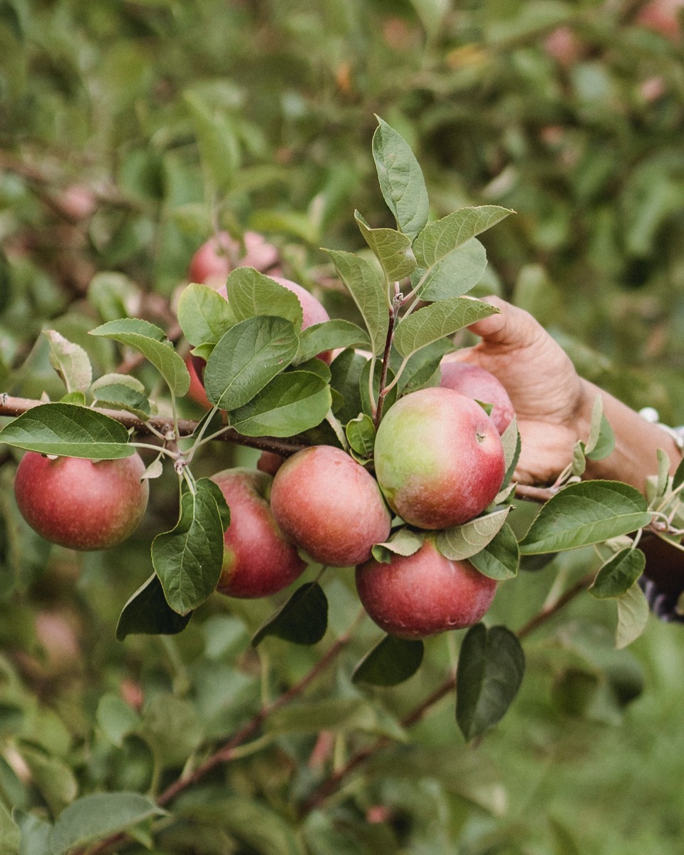 Entretien du pommier