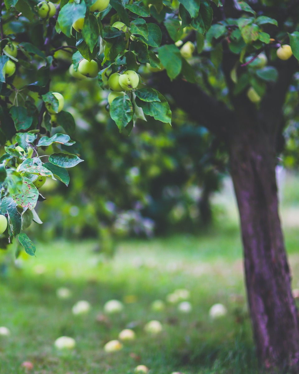 Plantation de pommiers