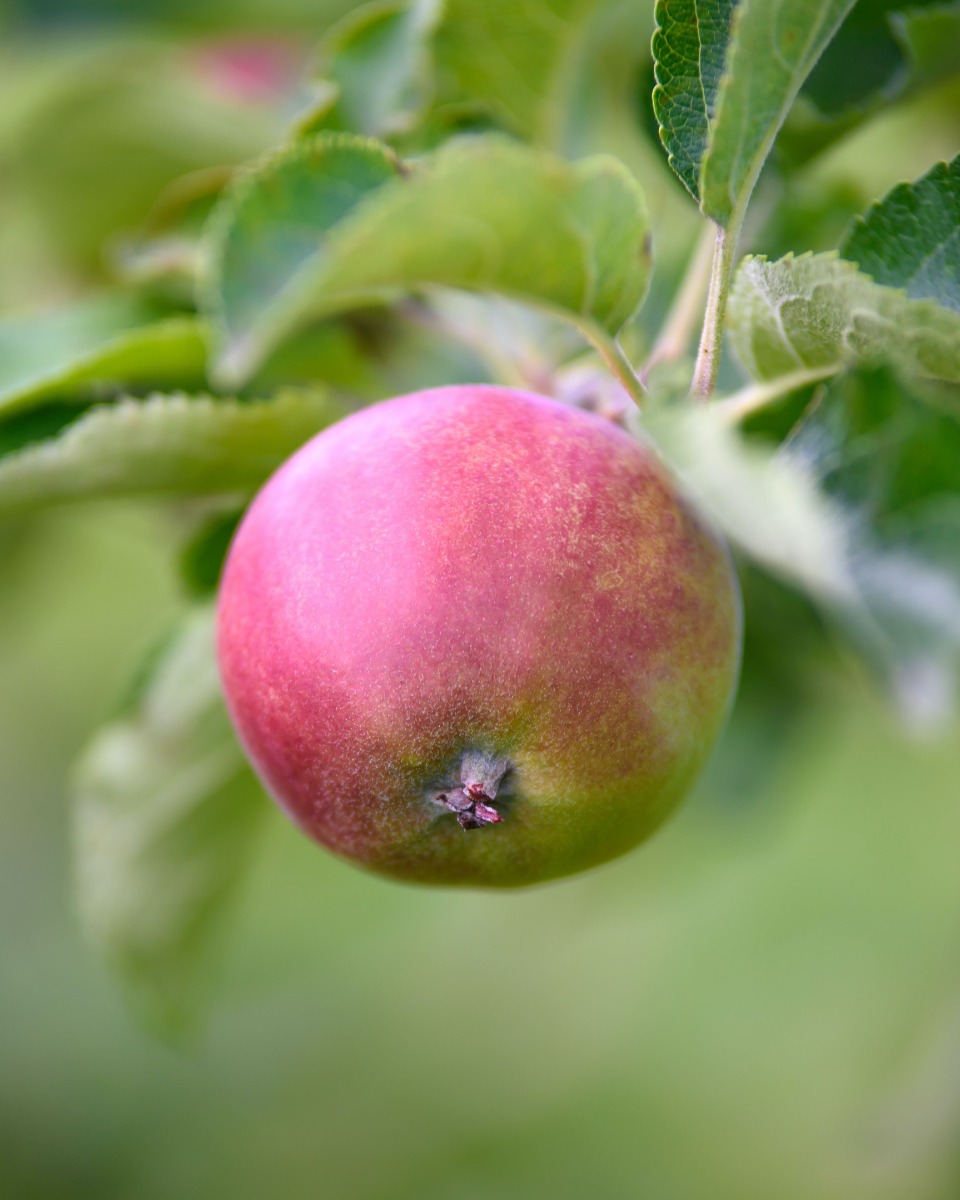 De la nourriture pour le pommier